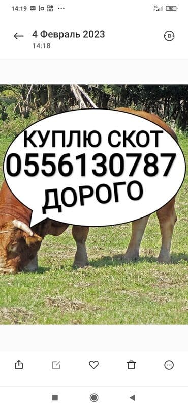 цены породистых собак: Куплю | Коровы, быки, Лошади, кони, Другие с/х животные | Круглосуточно, Любое состояние, Забитый — 1