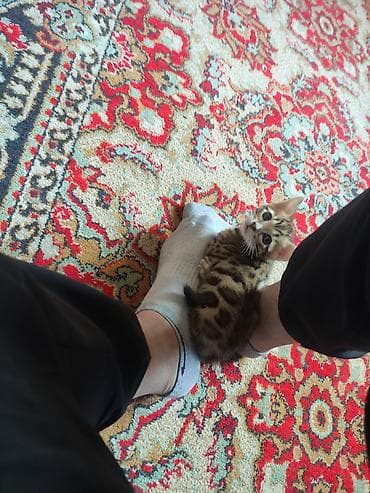 котята: Бенгальские котята, маму привезли из Италии. Особенности: - Окрас — 3