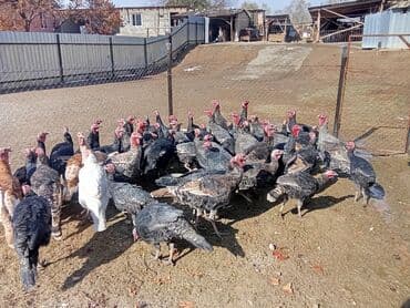 обмен на собак: Сатам | Эркек күрп | Кара ханзаада, Түндүк Кавказ | Көбөйтүү үчүн | Асыл тукумдуу — 3