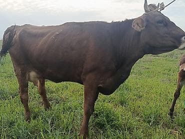 племенные: Продаю | Тёлка | Швицкая | Для молока | Племенные — 3