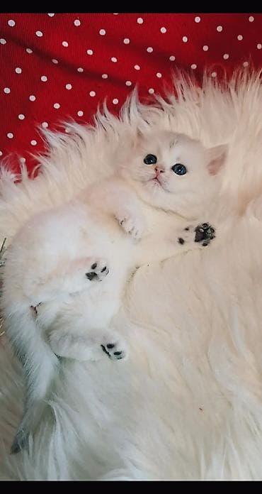 кошка кот: Вязка ! Не продажа!!! Молодой котик Scottish fold окрас серебристая — 9