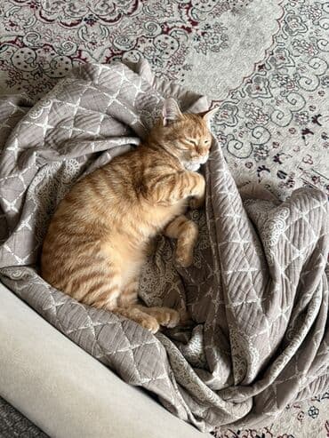 сколько стоит спаниель щенок: Рыжий домашний кот с классическим табби-окрасом (яркие полосы и — 2