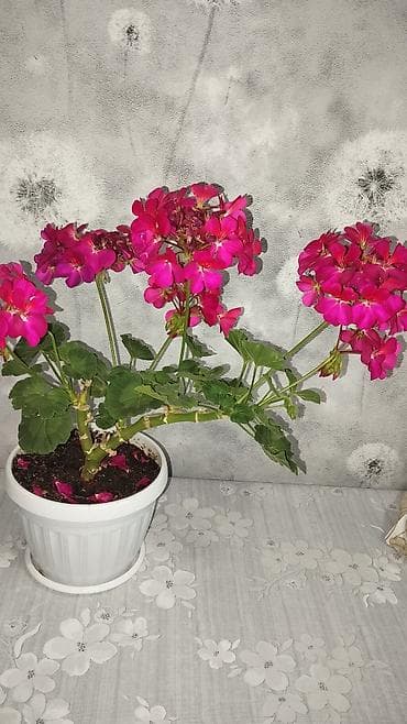 розы в колбе: Пеларгония (герань) в горшке – комнатные цветы с крупными шаровидными — 5