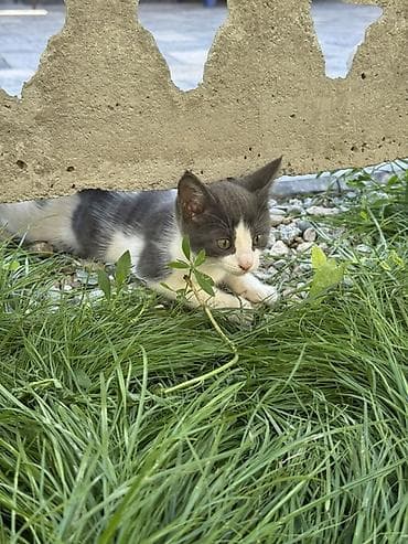 купить кошку манчкин: Кошка даром: Беспородная, 2 месяца, Мальчик, Приучена к лотку — 5