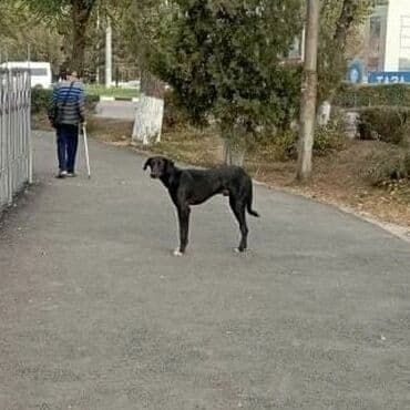купить собаку в бишкеке: Г.Токмокцентр бегает собакавидимо потеряшка. Истощена. По — 2