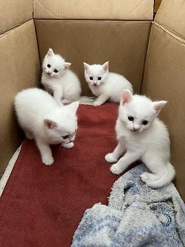 сухое молоко для котенка: 1 месяц, Мальчик, Белый, Приучена к лотку — 3