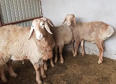 абиссинская кошка бишкек: Продаю | Ягненок, Баран (самец) | Арашан — 2