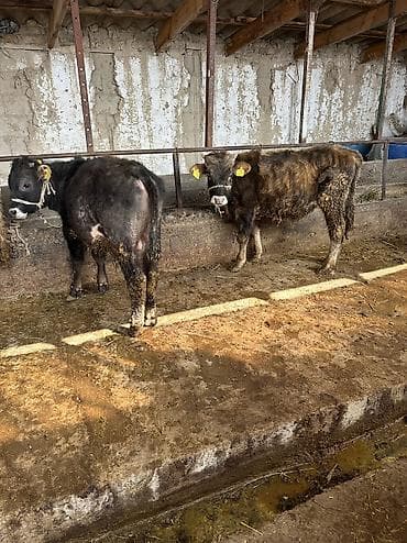 маленькие бычки: Продаю | Бык (самец) — 3