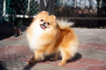 Вязка собак: Шпиц, 3 года, Самка — 3