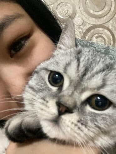 шотландская золотая шиншилла цена: Шотландская прямоухая короткошерстная кошка серебристого окраса — 1