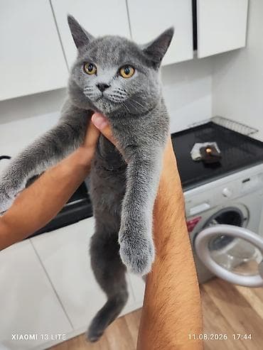 Котёнок с серо‑голубой короткой шерстью и янтарными глазами