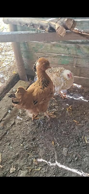 несушки кур: Продаю | Куры | Для разведения — 9