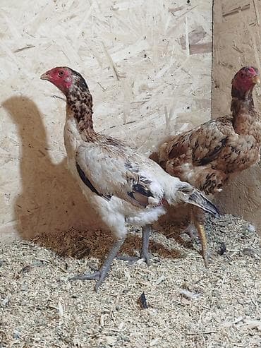 дакан цыпленок: Дакан мекиштер сатылат активный алмашу жолдору бар адрес Заря Тынчтык — 1