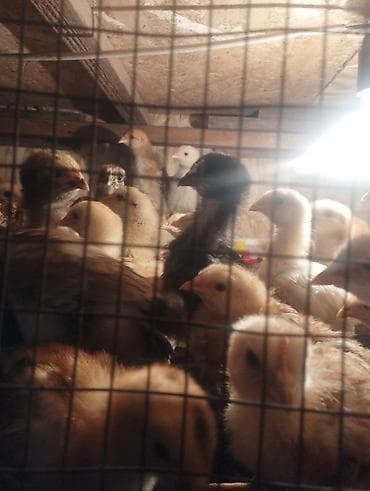 Продаю | Цыплята | Для разведения