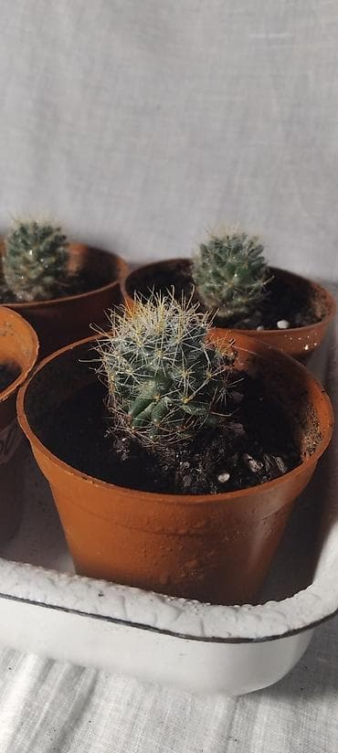 Кактусы-малыши! Цены: 50, 100 и 150 сом Адрес: 9м/р, по ул