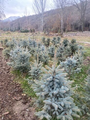 комур цена: Көчөттөр дарактардын: Карагайлар — 6