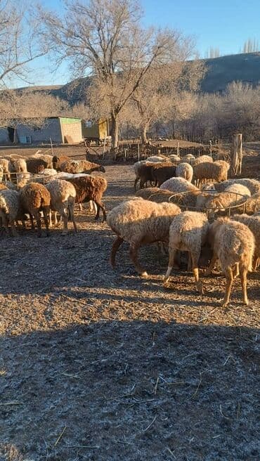 поилка: КОРМУШКА - АКЫР для (МРС) АКЫР-КОРМУШКА койлорго жана эчкилерге — 6