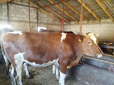 швицы: Продаю | Корова (самка) | Для молока | Привязанные — 1