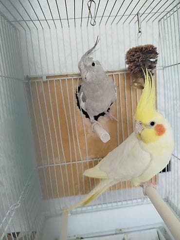 попугай разговаривающий: Продам попугаевкореллы,самка и самец — 3