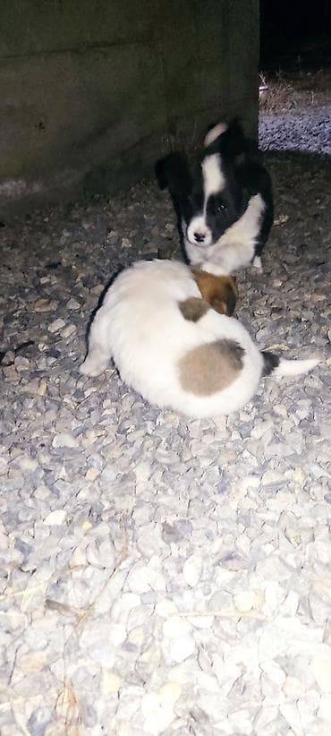 продать животных: Отдам даром щенки бардер колли 1 Мес мальчики адрес город Ош село — 9