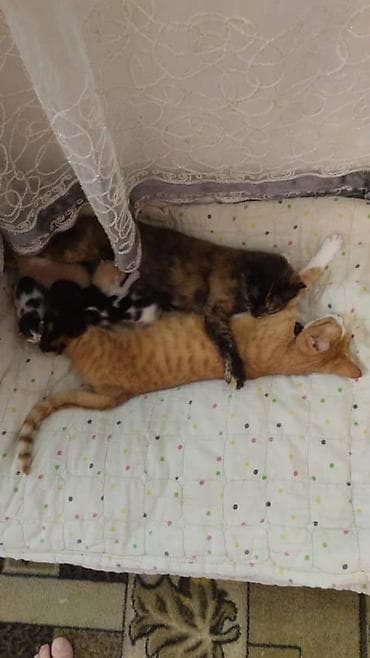 голубая шотландская кошка: Котята домашние, разноцветные окрасы: - рыжий с белымш - черно-белый - — 6