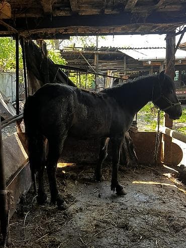 жылкы жаныбар: Сатам | Бээ (ургаачы) | Союуга | Асыл тукумдуу — 4