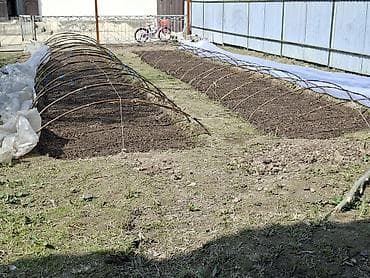 малина алабыз: Жашылча көчөт — 3