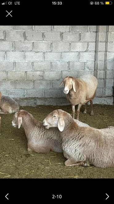 молочное оборудование: Продаю | Овца (самка) | Арашан | Для разведения | Котные — 3