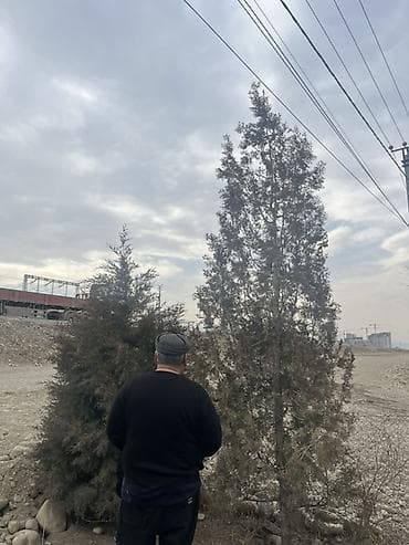 Хвойные деревья для озеленения участков - Порода: можжевельник/туя