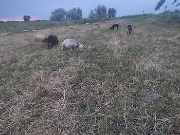 жирные бараны: Продаю | Овца (самка) | Для разведения — 4