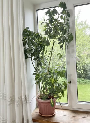 лопата совковая: Комнатные декоративные растения в горшках: 1) Шефлера (Schefflera) — — 2