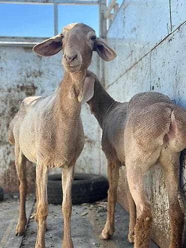 авганский баран: Продаю | Овца (самка) | Полукровка, Арашан | Для разведения | Племенные, Ярка — 1