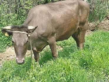 продаю телок: Продаю | Корова (самка) | Швицкая | Для молока | Привязанные — 1