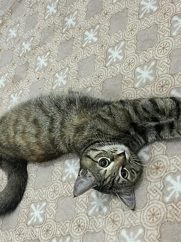 Мышыктар: Мышык бекер берилет: Породасыз, 11 айлык, Ургаачы, Лотокко барууга үйрөтүлгөн — 4