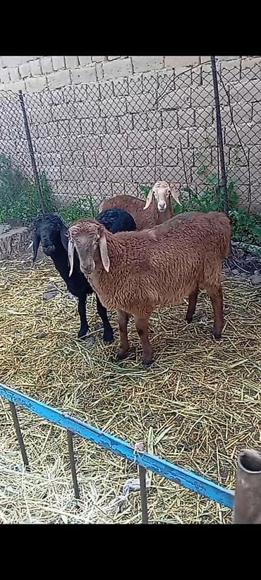 узи аппарат для животных: Продаю | Ягненок, Баран (самец) | Полукровка, Арашан | На забой, Для разведения | Племенные, Осеменитель — 1