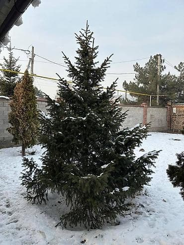 Садовая техника и оборудование: Саженцы деревьев: Ели, Самовывоз — 6