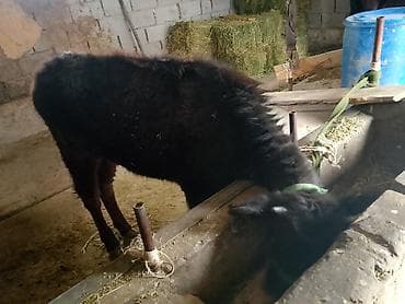 купить муравьиную ферму с муравьями: Продаю | Музоо, торпок | На откорм | Привязанные — 1