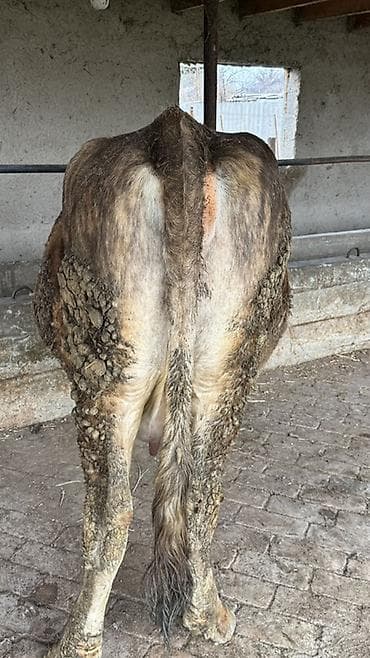 Сатам | Уй (ургаачы) | Аргын | Сүт алуу үчүн — 4