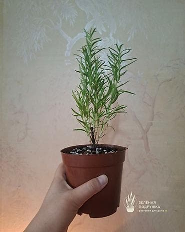 розмарин бишкек купить: 🌿 Ароматный РОЗМАРИН в горшке — красивое и полезное растение для дома — 2