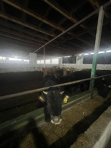 сх животные и товары: Продаю | Бык (самец) | На откорм — 9