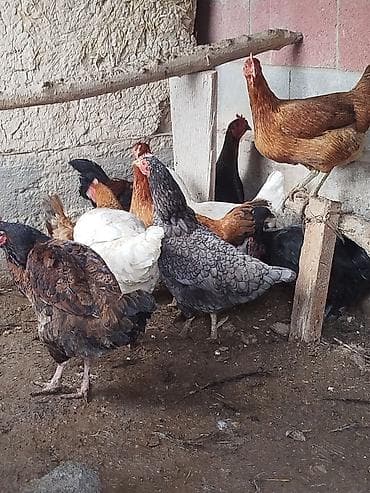 исык кол: Тооктор сатылат активный жаш 9 тоок 1 короз бар алмашу жолдору бар — 3