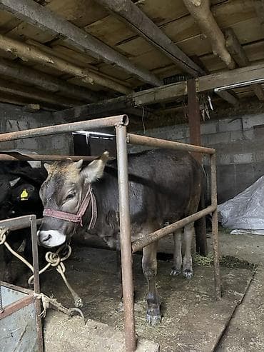купить кошку: Продаю | Корова (самка) | Для молока | Привязанные — 9