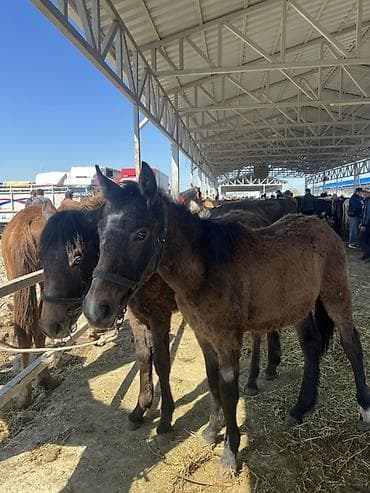 продам курей: Продаю | Жеребенок | Для разведения | Племенные — 4