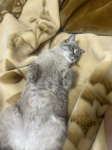 Коляски: В связи с переездом отдадим домашнюю кошку в добрые любящие руки не — 5