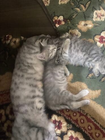 мейн кун бишкек питомник lyubushka купить котенка цена фото: 2 месяца, Девочка, Приучена к лотку — 2