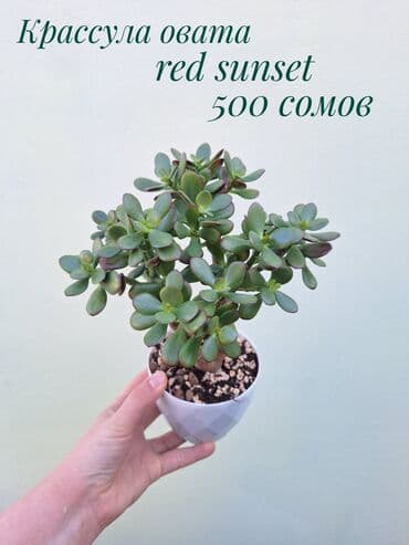 зеленое постельное белье: ● Комнатные растения (укоренённые черенки, молодые растения, взрослые — 38