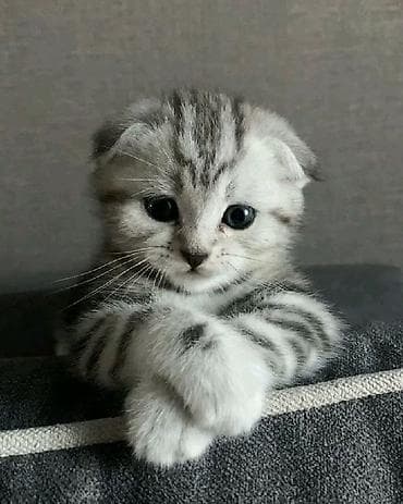 сумки переноски для котов: Ищу котёнка породы скоттиш-фолд (вислоухого), желательно маленького — 1