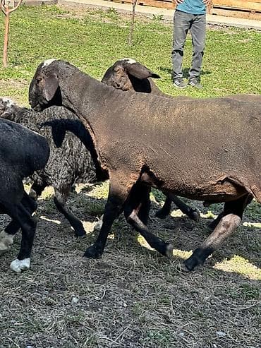 Животные: Продаю | Овца (самка) | На забой | Матка — 8