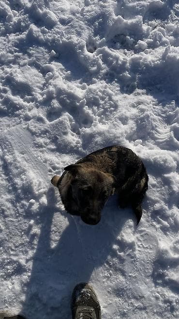 все для собак: Собака даром: 3 месяца, Самка — 8