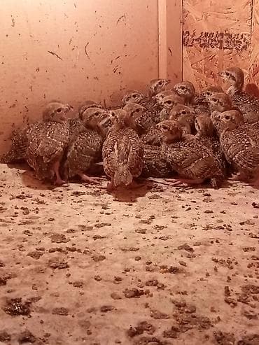 big 6: Продаю цыплят кеклика — 2